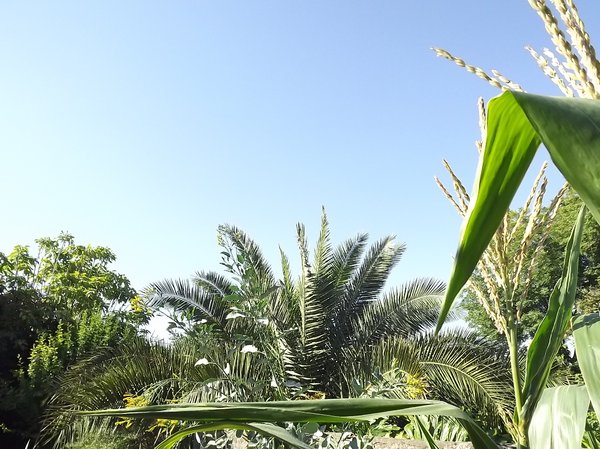 Green plants