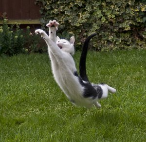 Cat in Flight: Cat trying to catch a bee