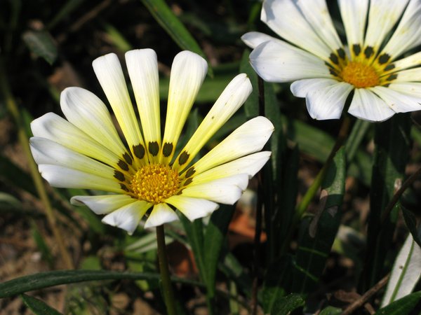 Gazania daisy