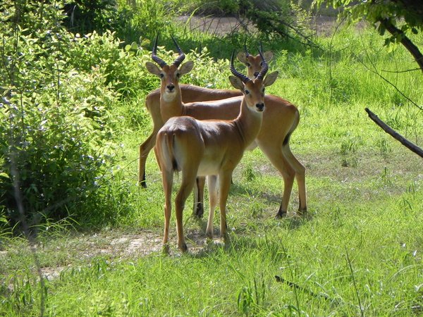 antelopes