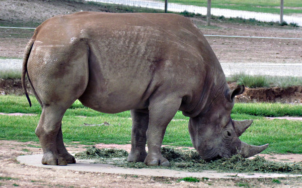 black rhino1