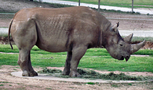 black rhino2