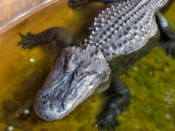 crocodile squint2