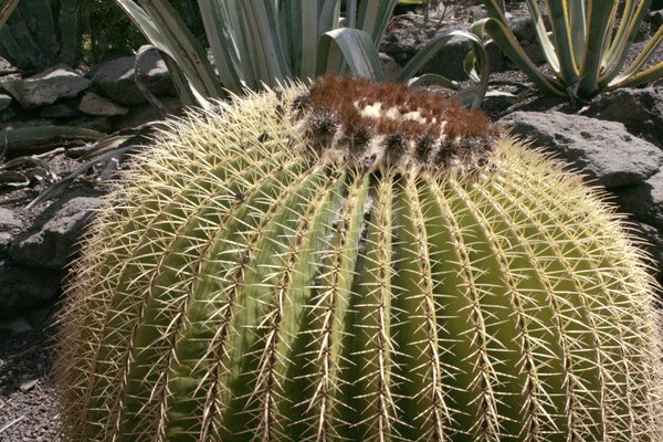 hudge cactus