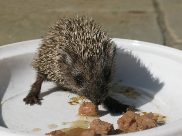 hungry hedgehog