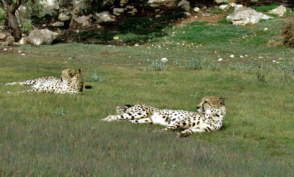 relaxing cheetahs1