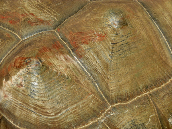 tortoise shell contours