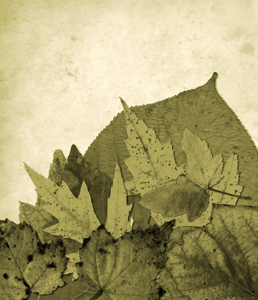 Leaf Collage 10