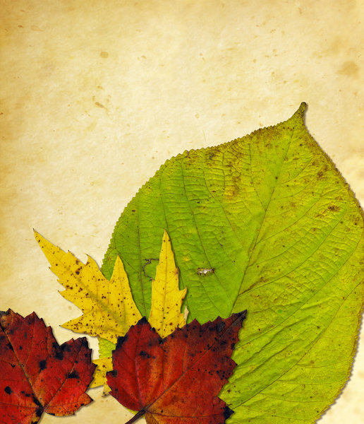 Leaf Collage 6