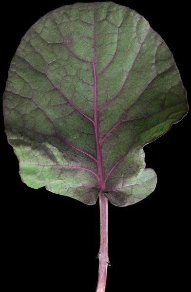 Purple Brussels Sprouts Leaf