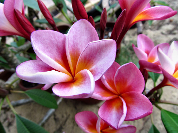 frangipani colour7