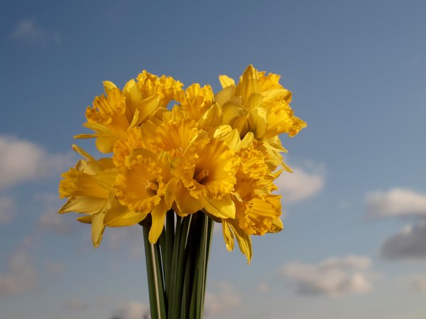 Daffodils and sky