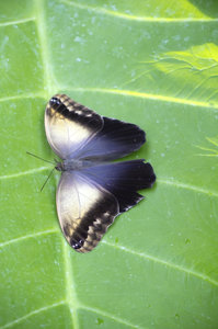 mariposa tropical: 
