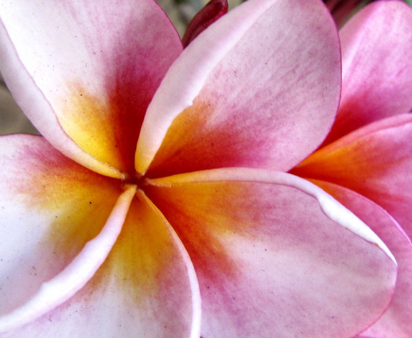 frangipani colour10