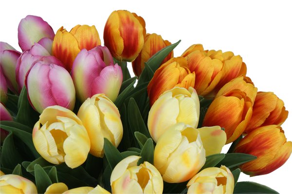 tulipanes: 