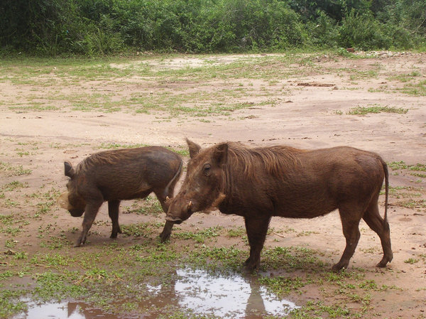 wild boars: photo taken in Uganda