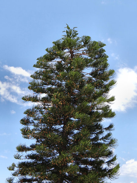 flowering Norfolk Pine