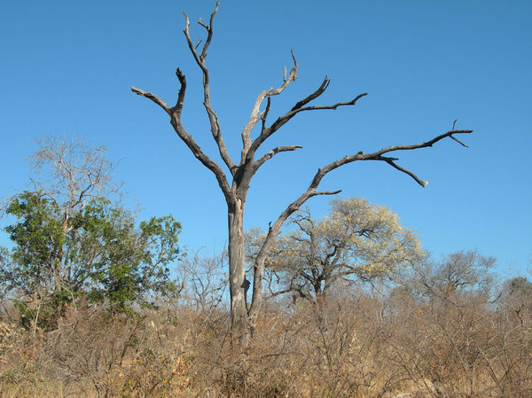 dead tree: photo taken in mozambique