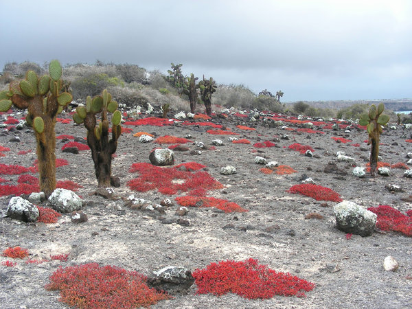 galapagos island