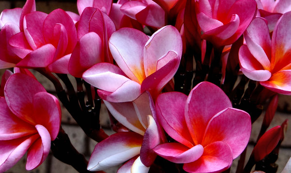 frangipani colour13