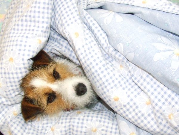 Snuggly Dog: dog in a duvet, keeping warm in winter, jack russell, terrier