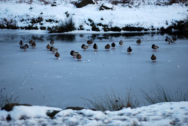 frozen river with ducks 2