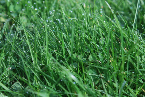 Wet grass closeup