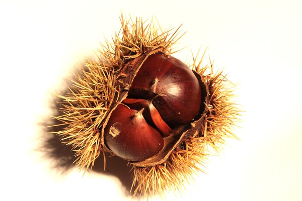 Chestnut 4