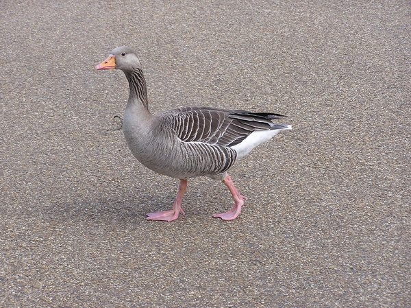 Goose: A goose walking