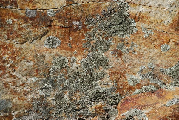 Rocks & lichens 1