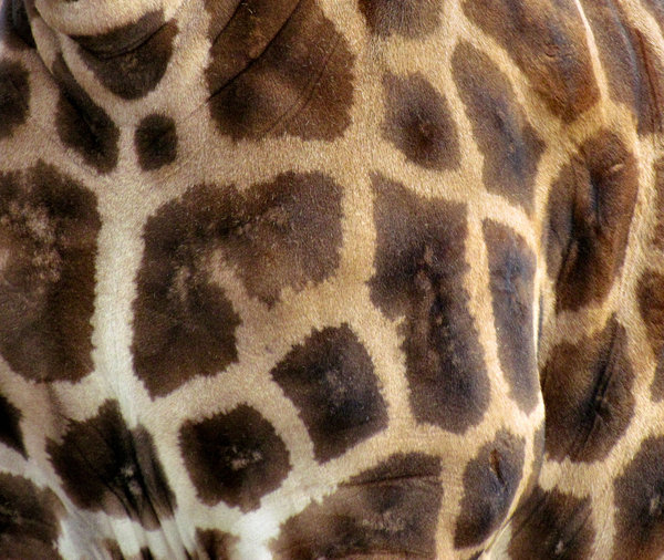 giraffe skin tones