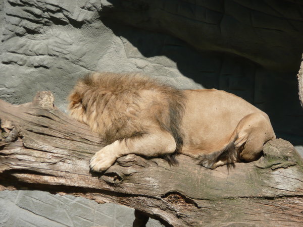 The Lion sleeps