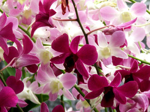 Wyświetlacz orchidea