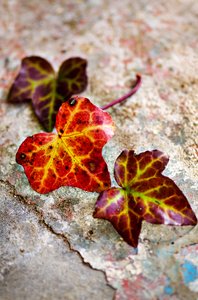Three fall leaves still: Three fall colored leaves on concrete background