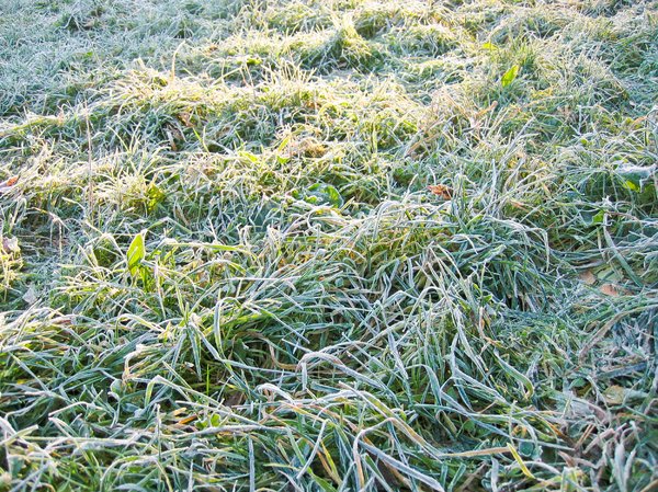icy morning dew