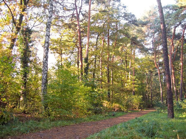 autumn forest walkway