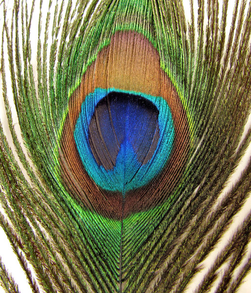 eye of the feather5: the colourful and iridescent eye of Indian peacock tail feather