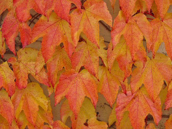 autumn ivy twines texture