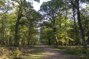 Autumn forest trail: A bridleway in the New Forest, Hampshire, England, in autumn.
