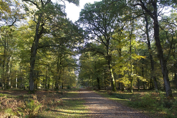 Autumn forest trail: A bridleway in the New Forest, Hampshire, England, in autumn.