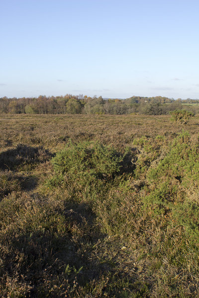 Autumn heathland