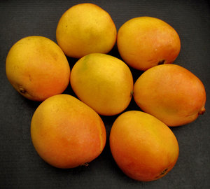 mango colour1: colourful golden ripe fresh mangoes