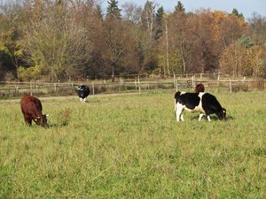 grazing cows 2: grazing cows 2