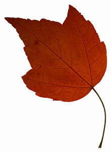 Leaf 17: An isolated fall leaf.