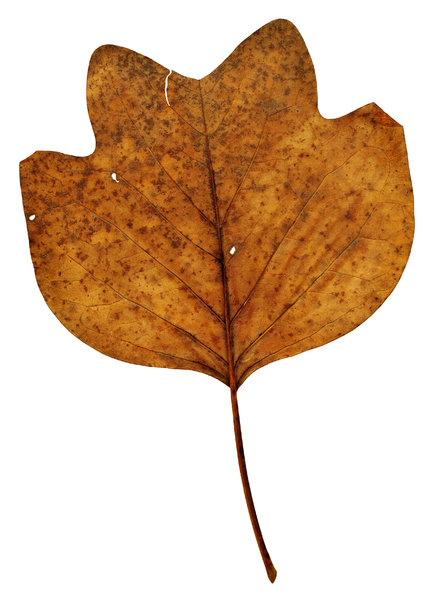 Leaf 25