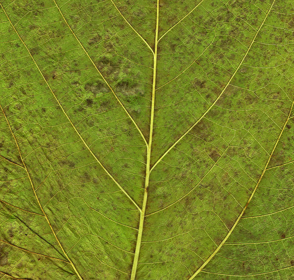 Leaf Texture 1