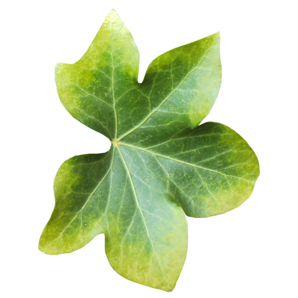 Autumn leaves: Pale green leaf with yellow trim