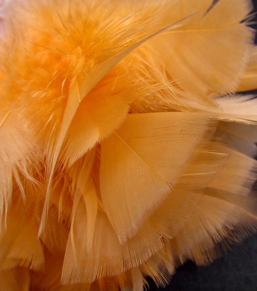 orange feathers & fluff1