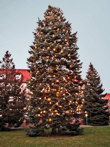 huge christmas tree 2