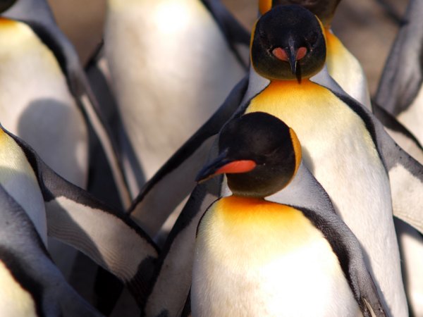 Pingwiny z rzędu: 